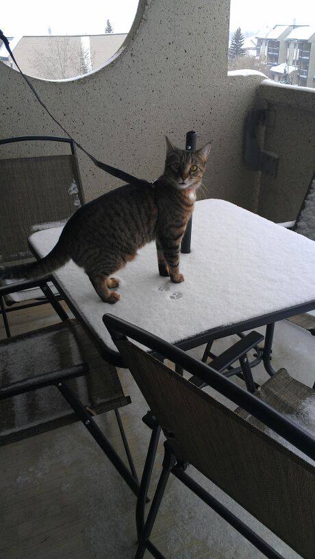 1470397_10151781434203379_1520937938_n