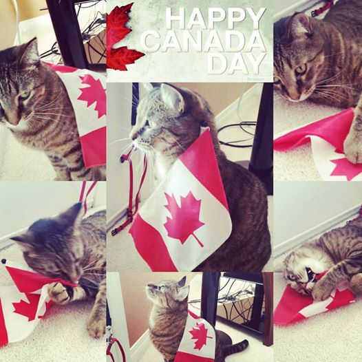 kitty canada