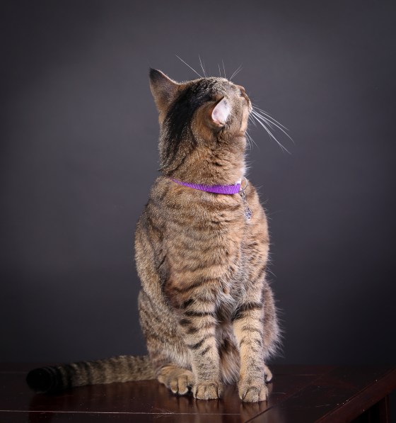 Chewed Slippers Photography-65