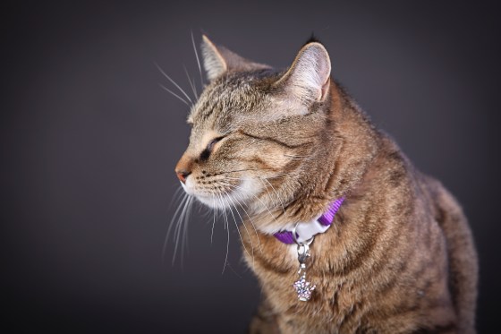 Chewed Slippers Photography-67