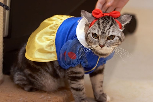 cat-costume-1