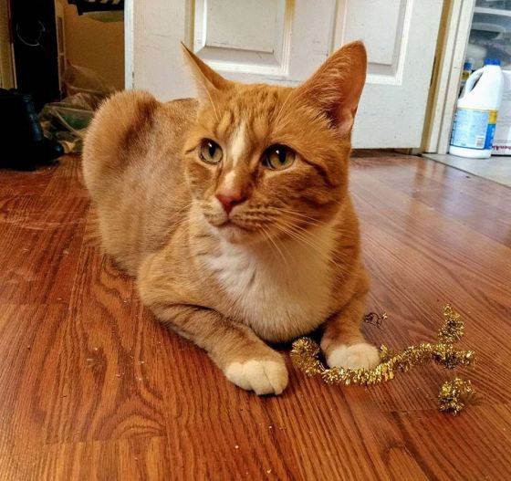 18194651_642740329243448_4060407714157867578_n