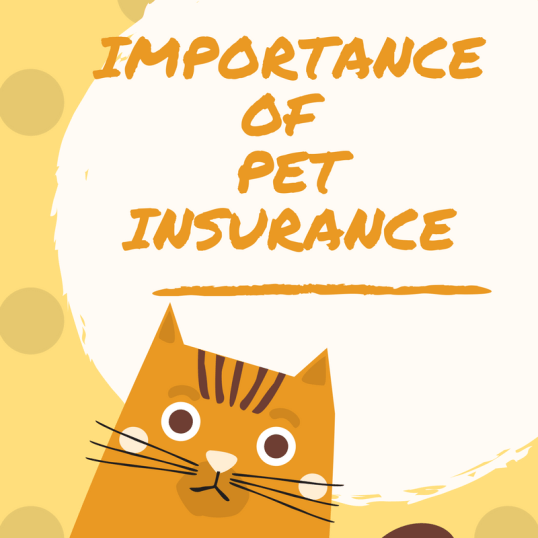 The Importance of Pet Insurance