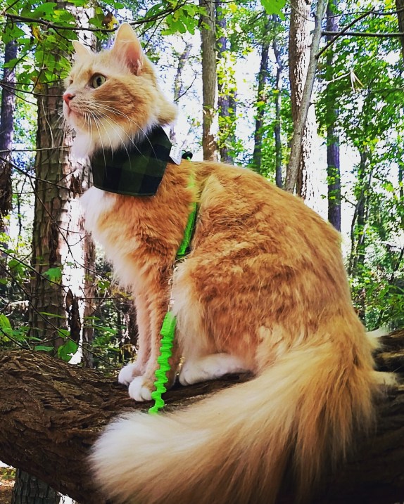 IMG_20171021_211904_341